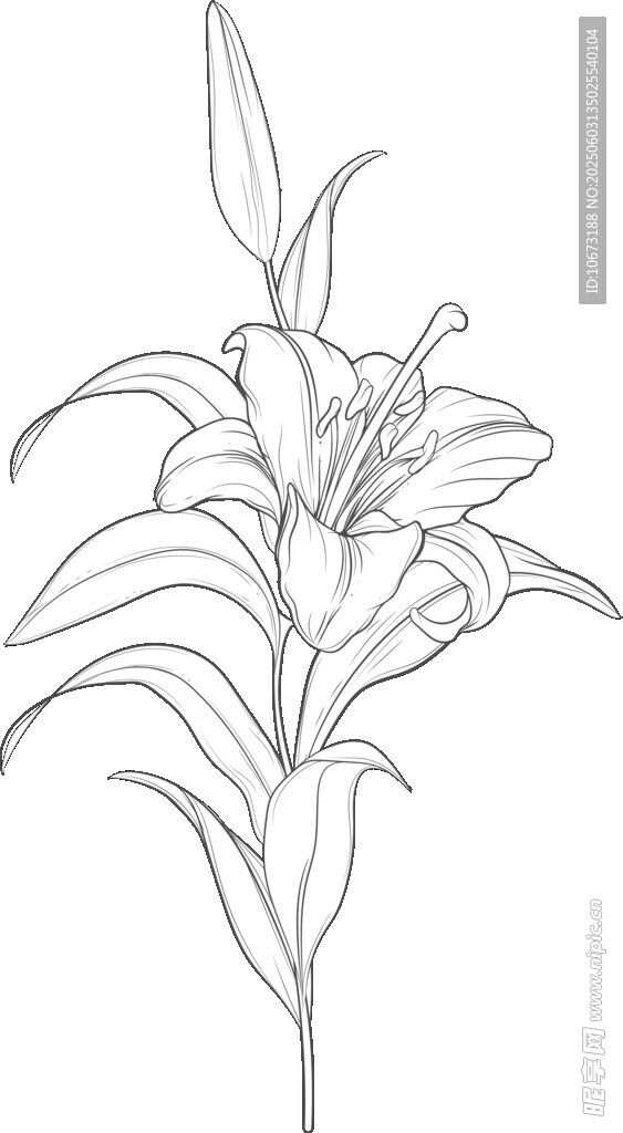 線條勾勒的優雅百合花