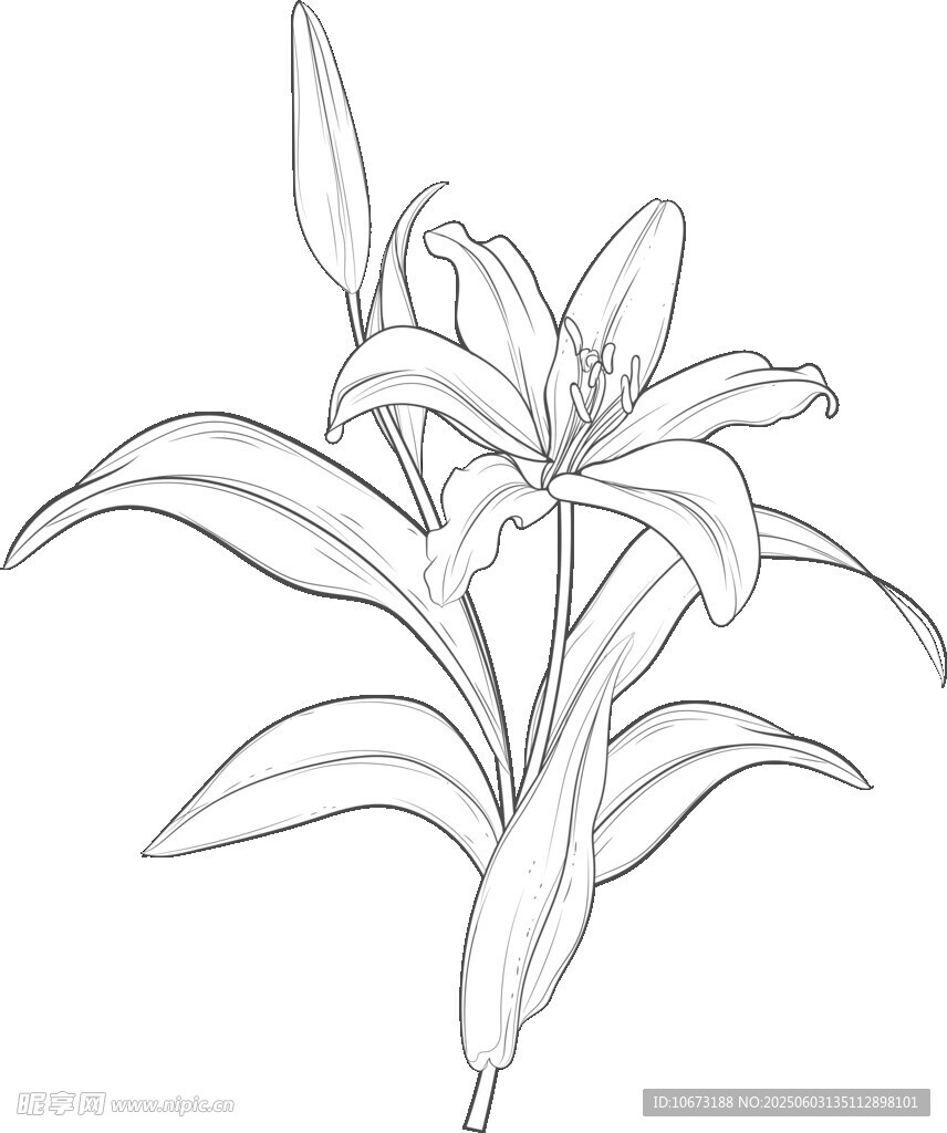 百合花線稿圖