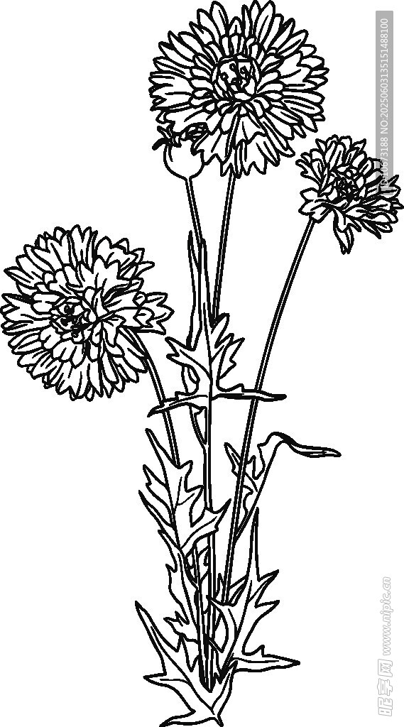 手繪花卉插畫