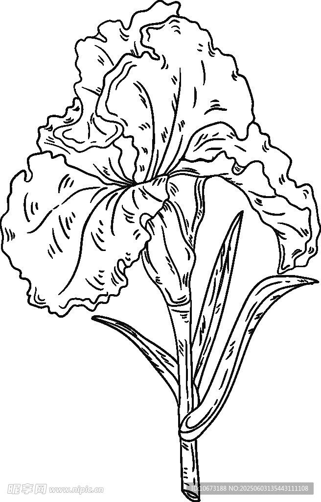 鳶尾花黑白線稿圖