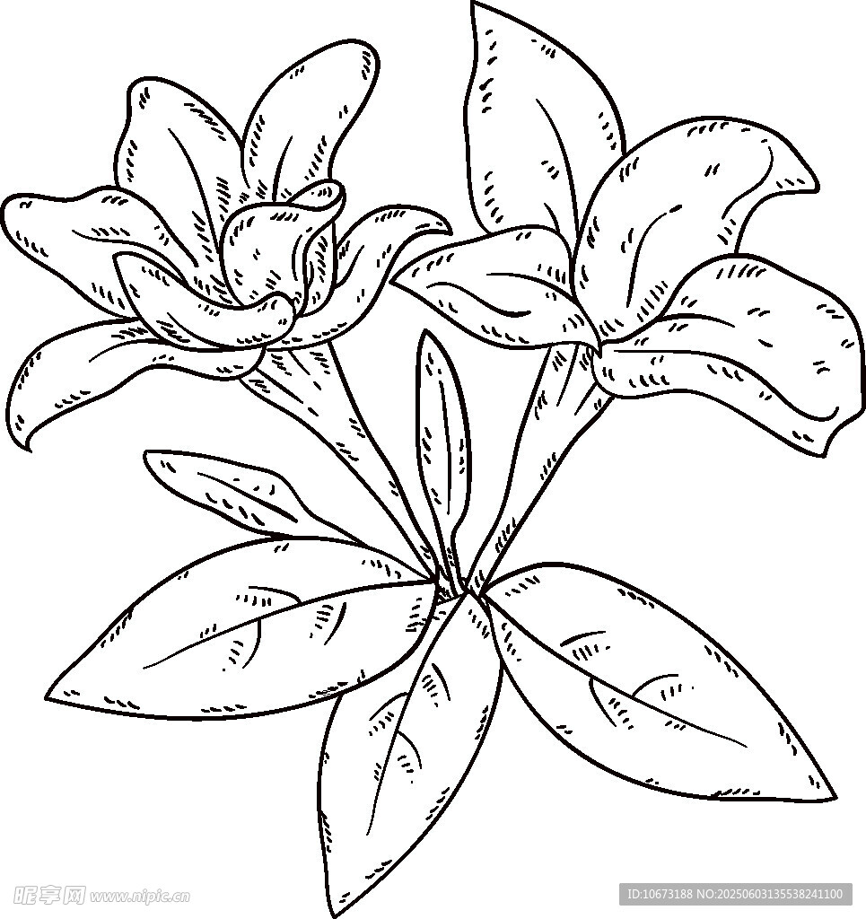 手繪線條百合花圖案