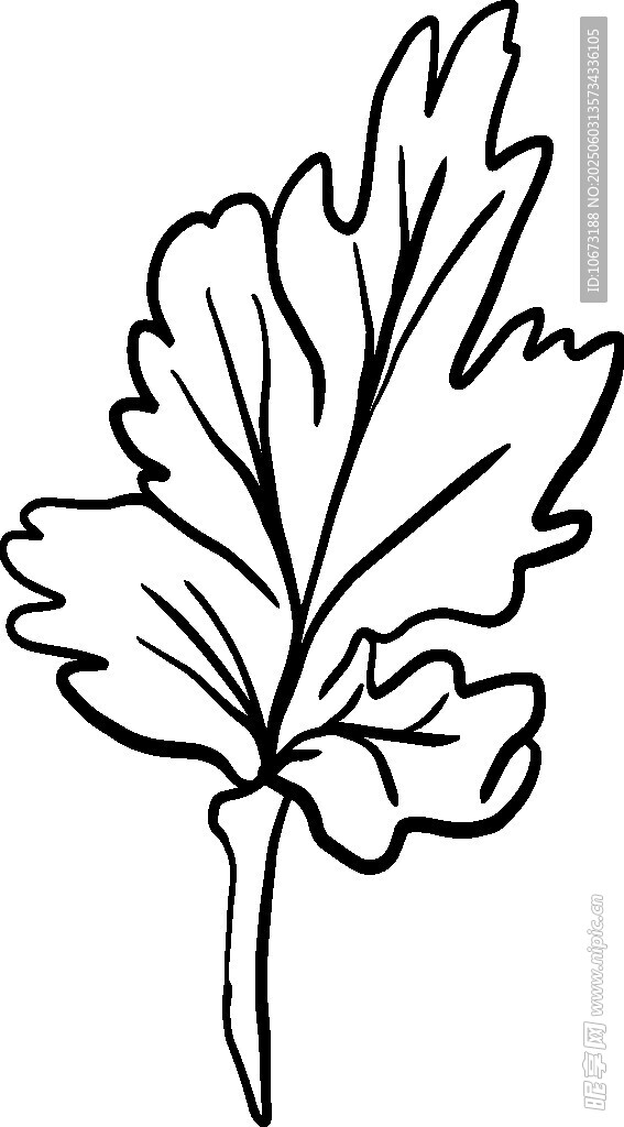 手繪歐芹葉片線條圖