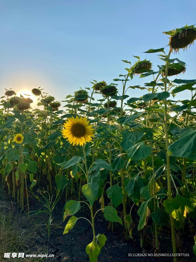 夕陽下的向日葵花田