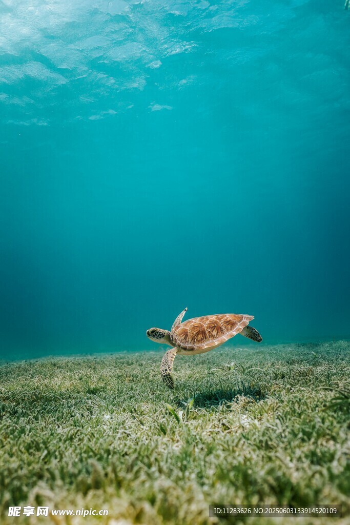 海龜在海底的悠然一刻
