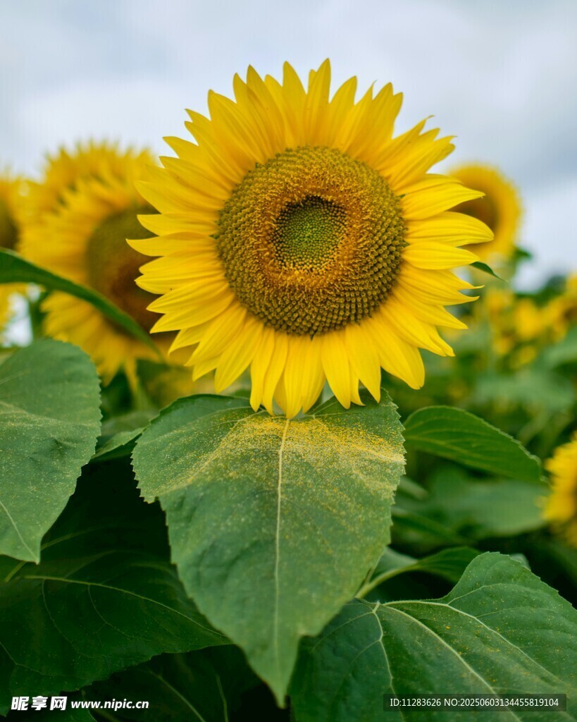 向日葵花海中的燦爛花朵