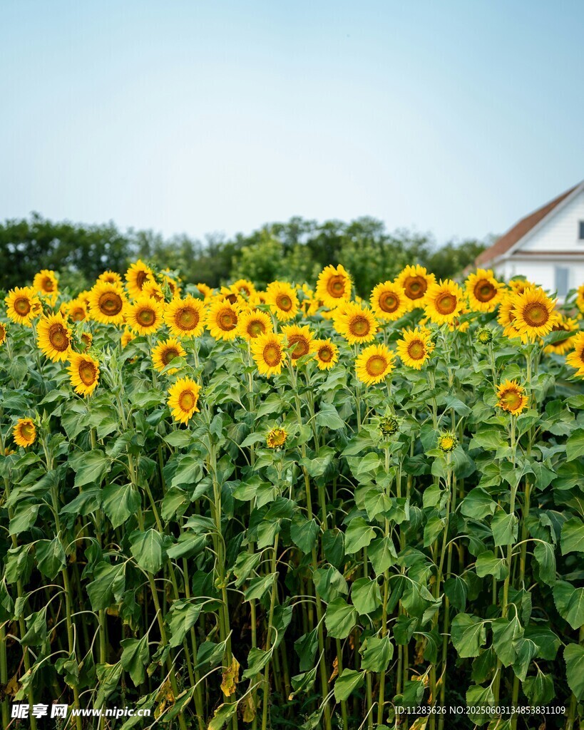 向日葵花田與遠處小屋