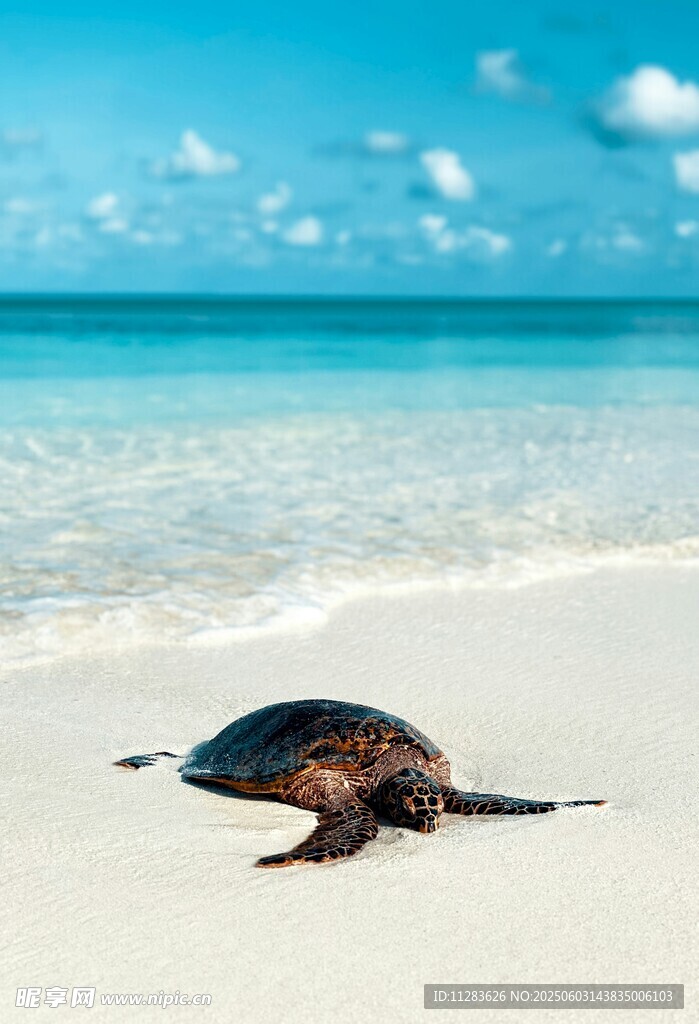 海灘上的海龜