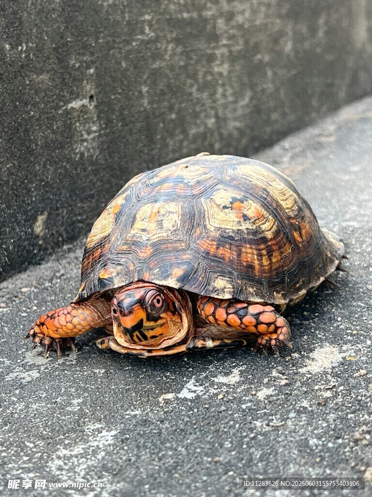 花紋斑斕的烏龜趴在石上