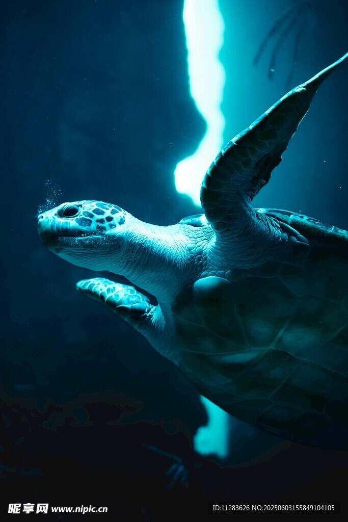 深海中遨游的發(fā)光海龜