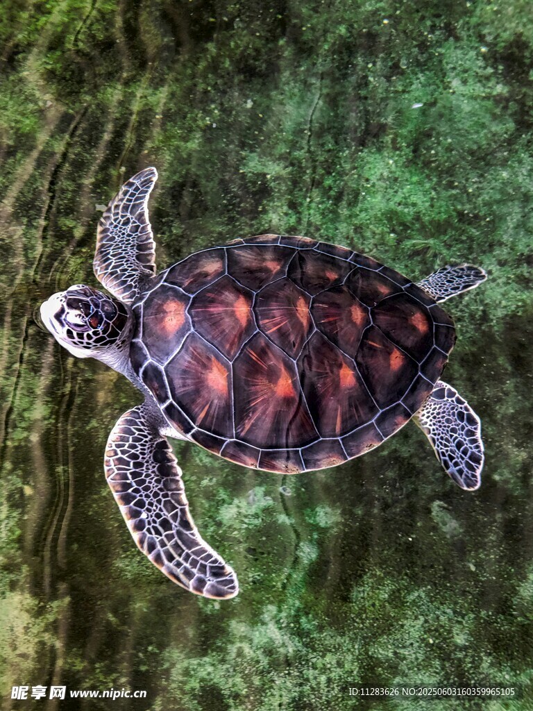 可愛小海龜趴在綠色海藻上
