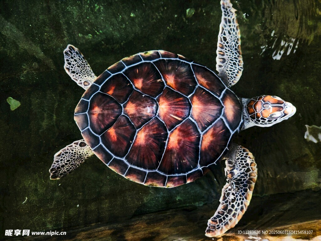 水中的彩色小海龜