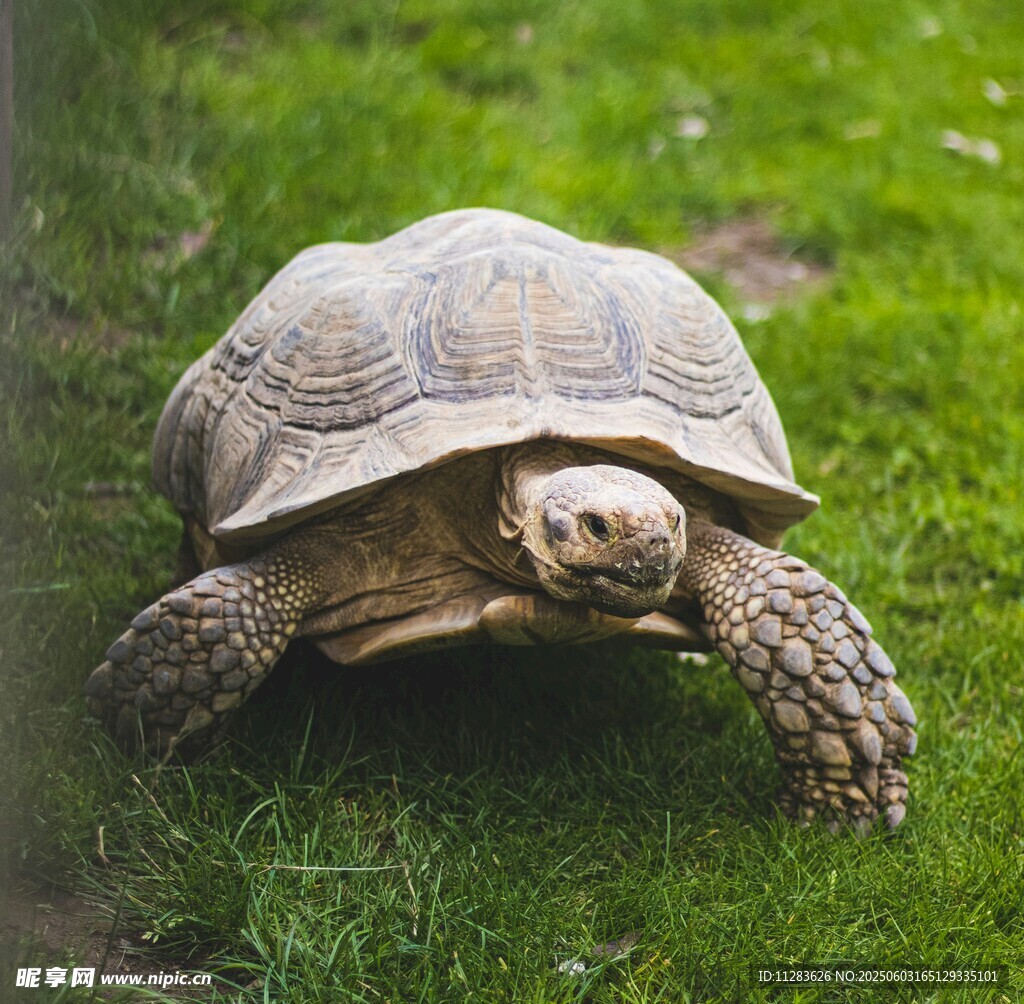 草地上的烏龜
