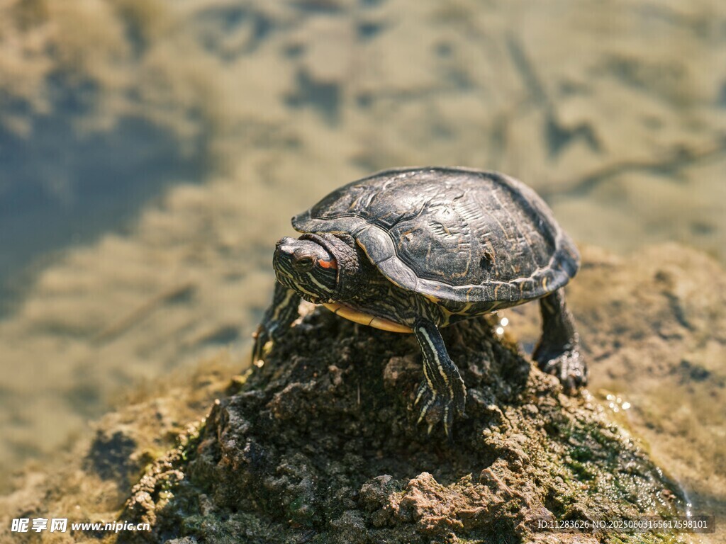 巖石上的小烏龜