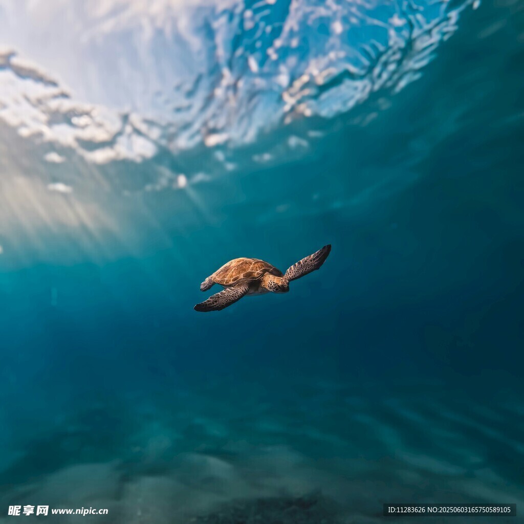 海中暢游的海龜