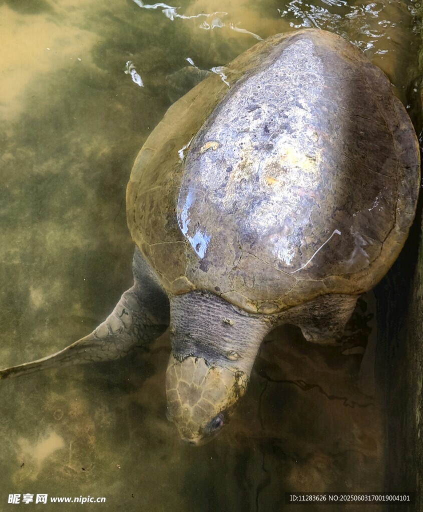 水中的甲魚