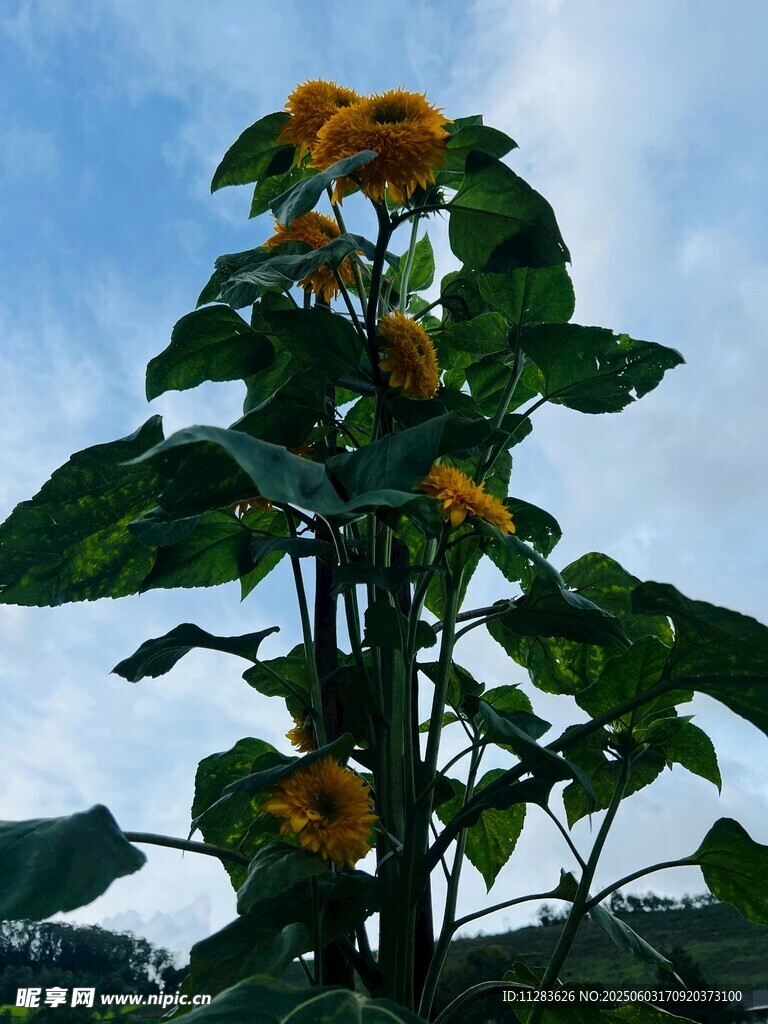 陽光下的向日葵植株
