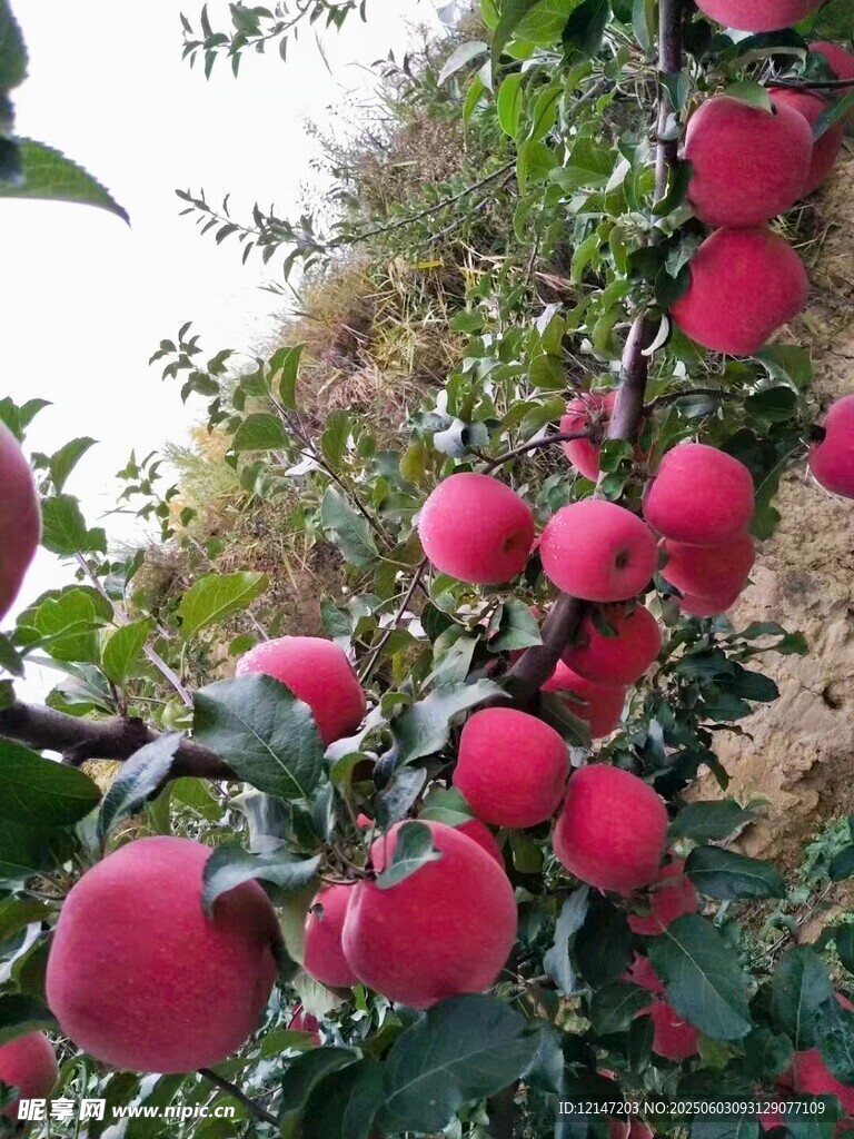 枝頭碩果累累的紅蘋果