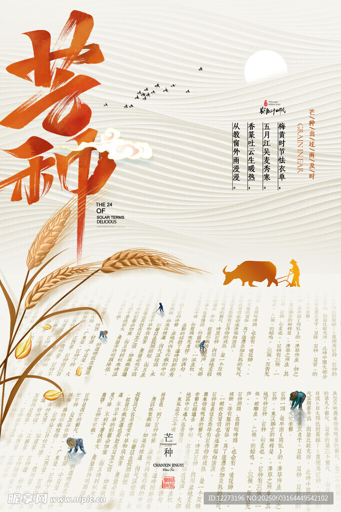 芒種時節(jié)麥穗與錦鯉畫面
