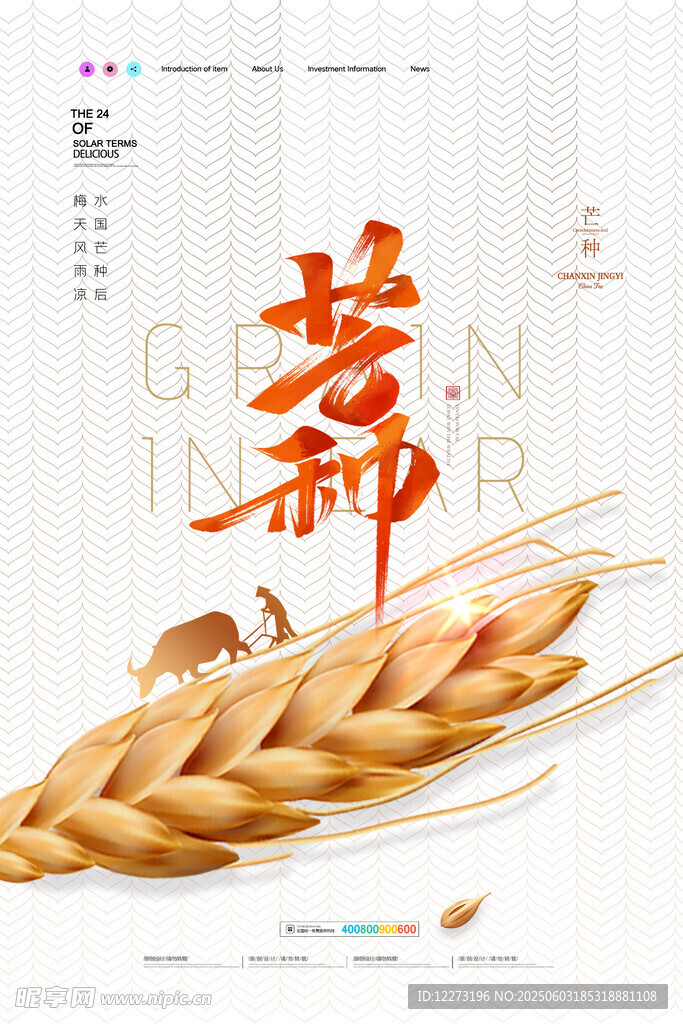 芒種時節麥穗飄香