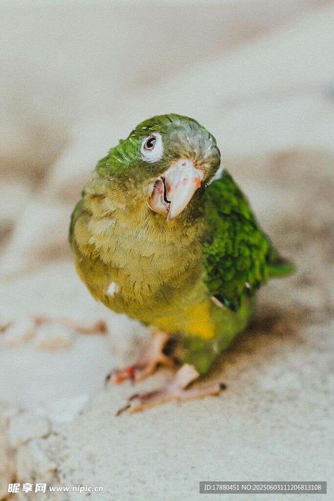 鸚鵡