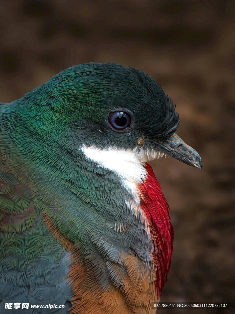 翠鳥