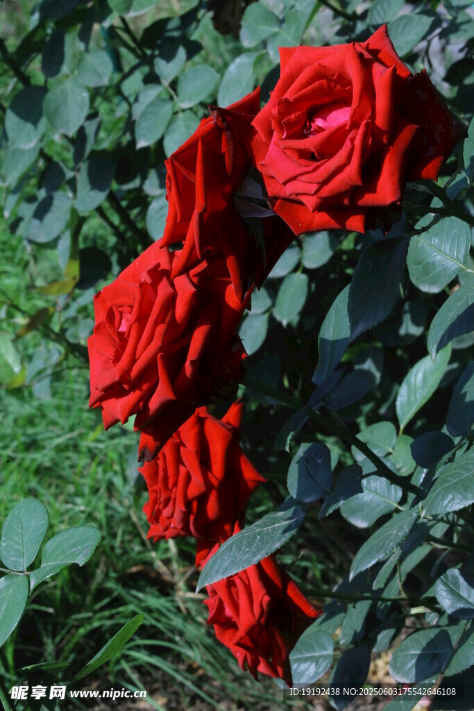 月季花  