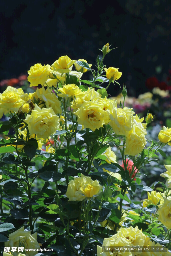 月季花  