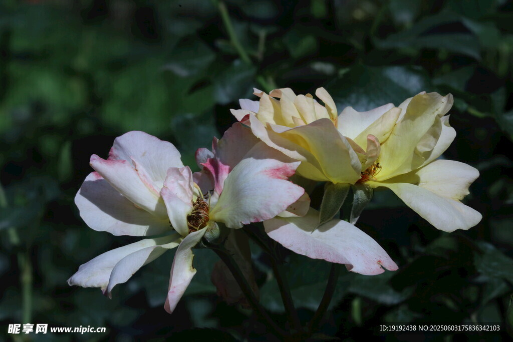 月季花  