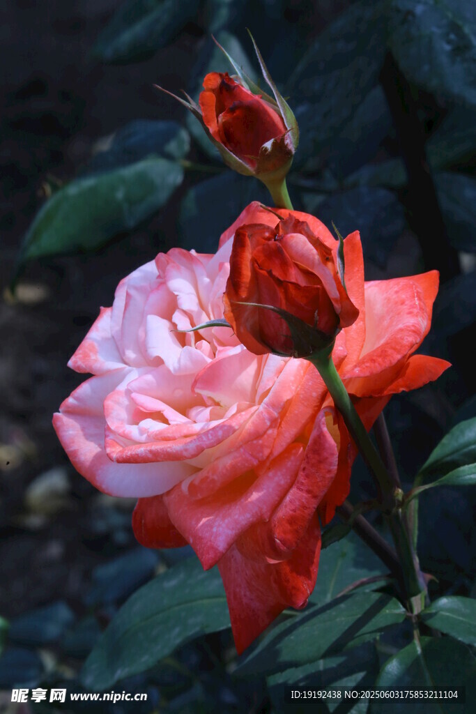 月季花