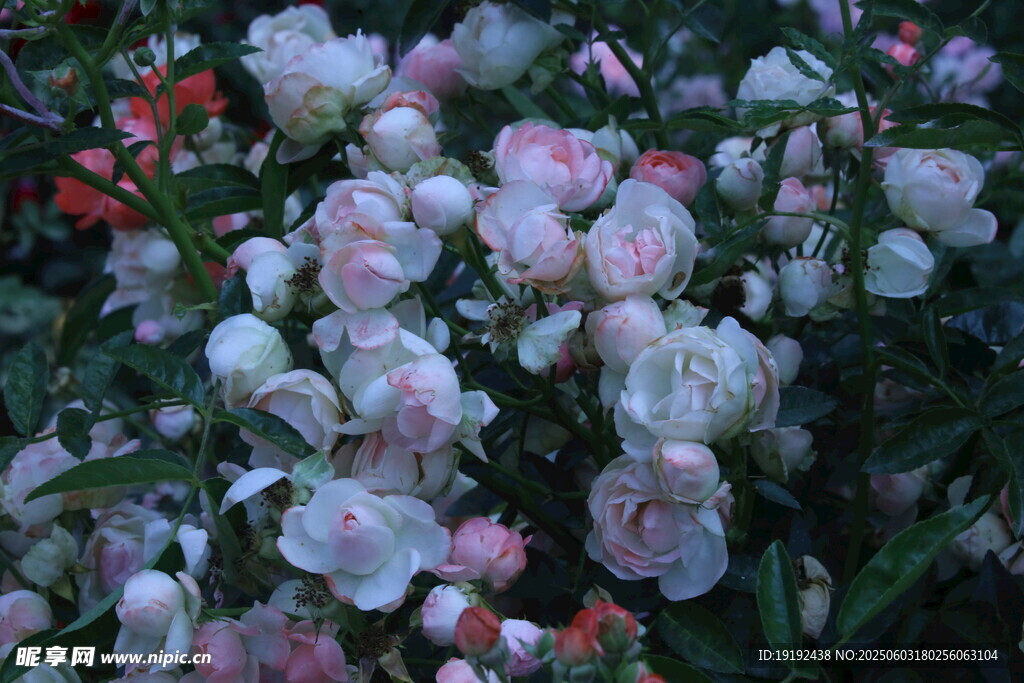 月季花 