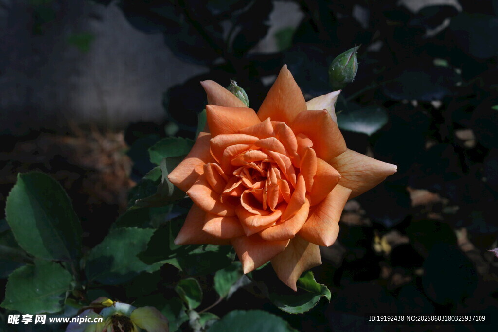 月季花 