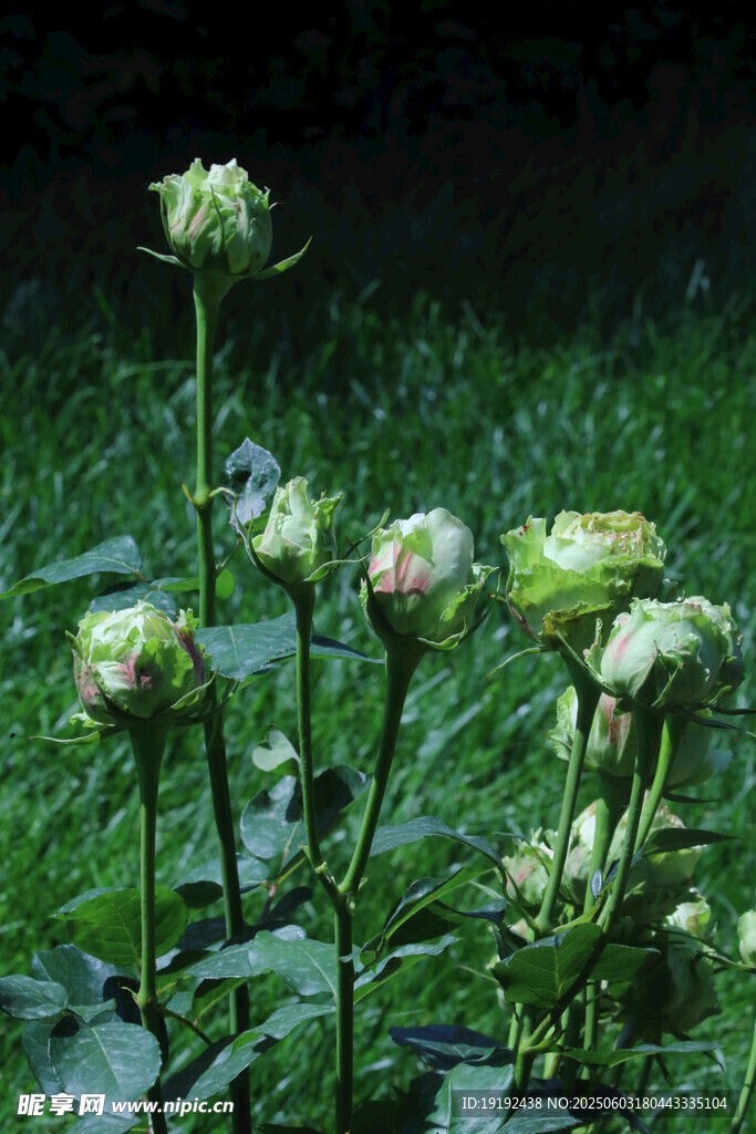月季花 