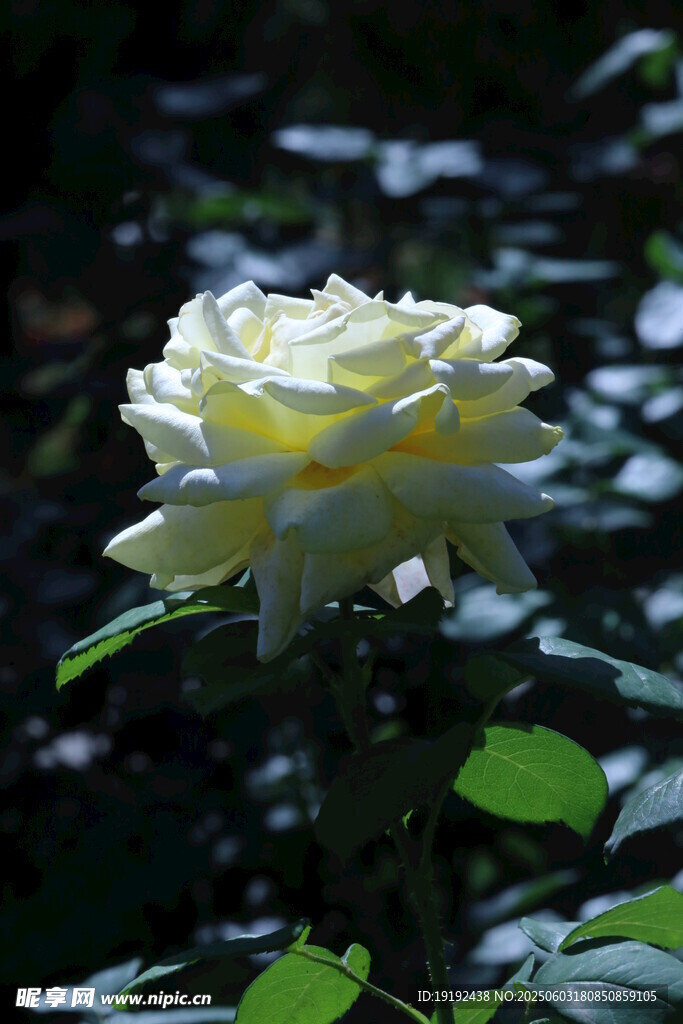 月季花  