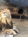 臥著獅子