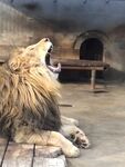 哈欠 獅子