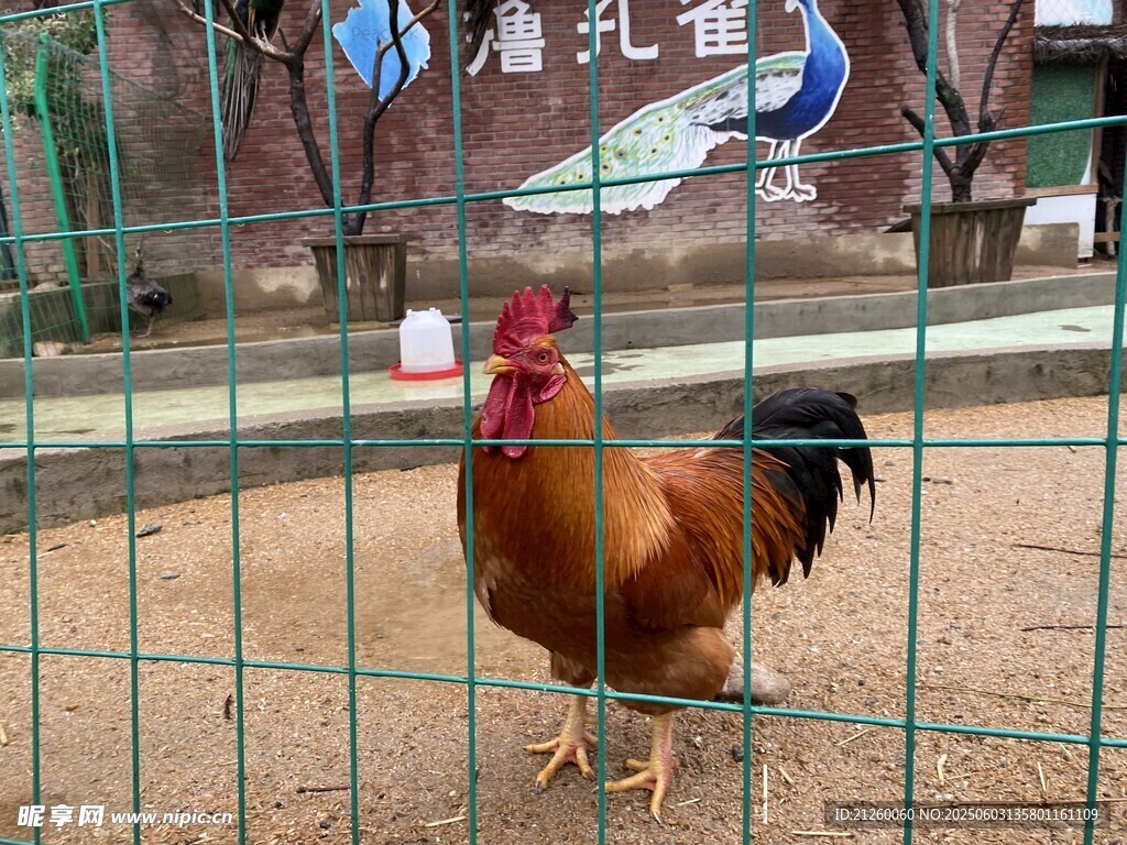 公雞