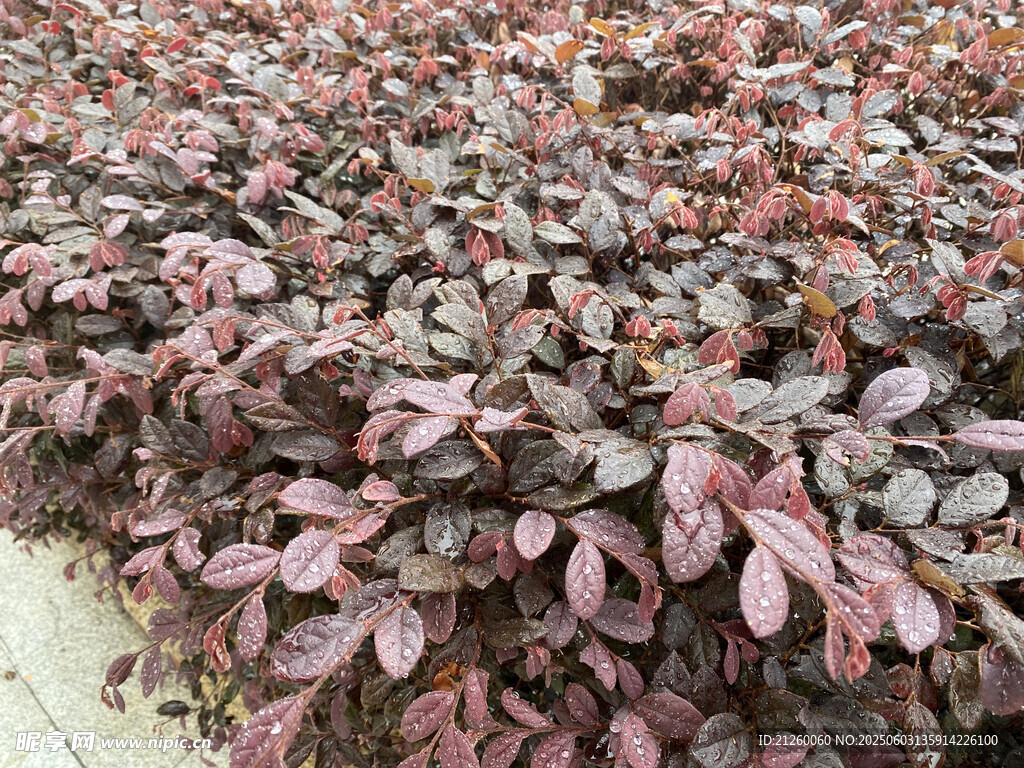 紅繼木