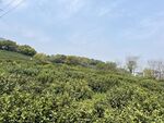 茶