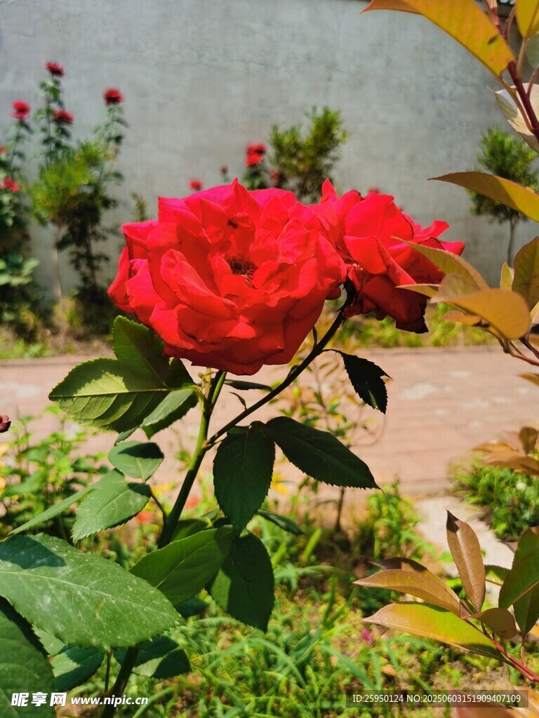 嬌艷紅玫瑰綻放于綠植間