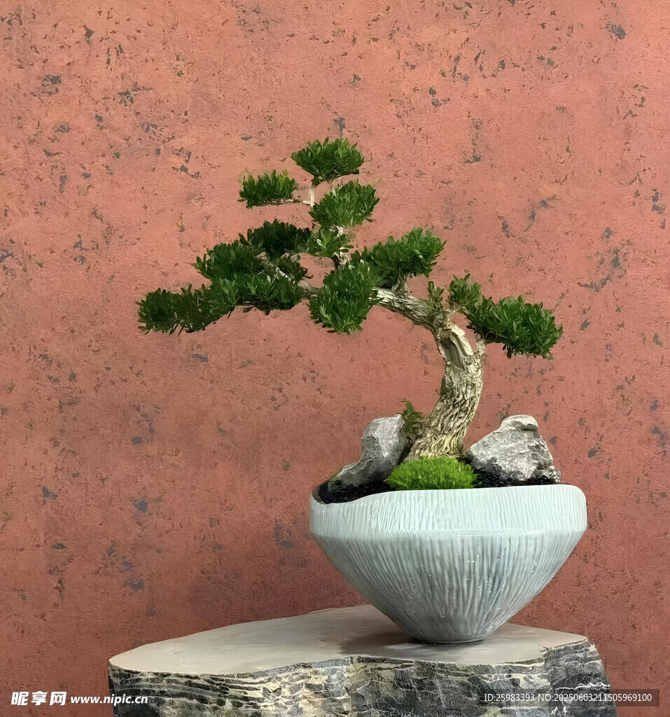 盆景