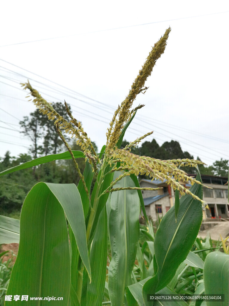 玉米天花