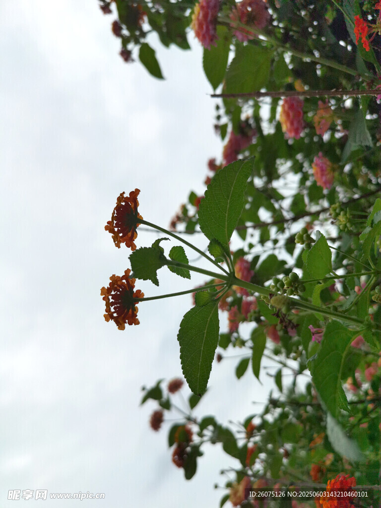 花枝