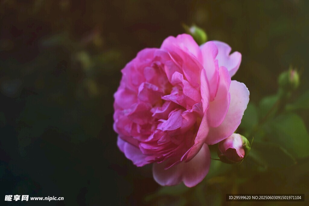 嬌艷粉色月季花特寫