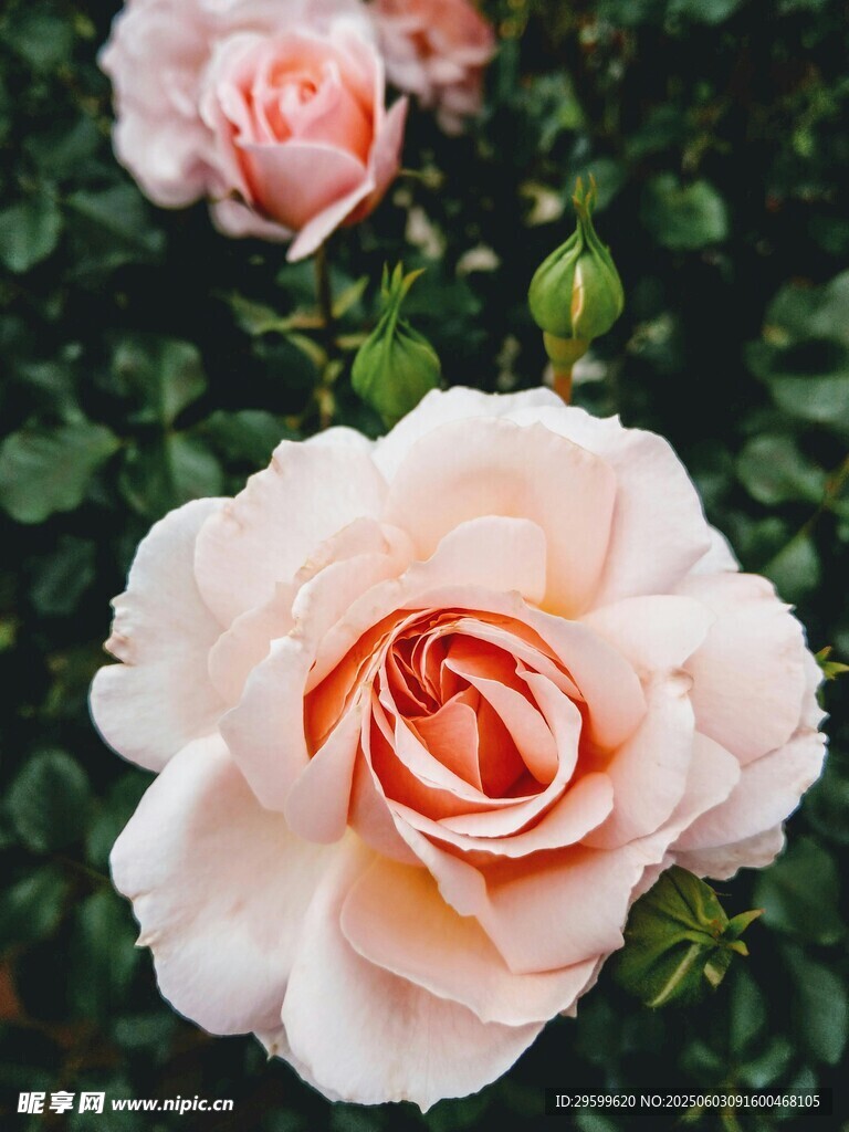 玫瑰