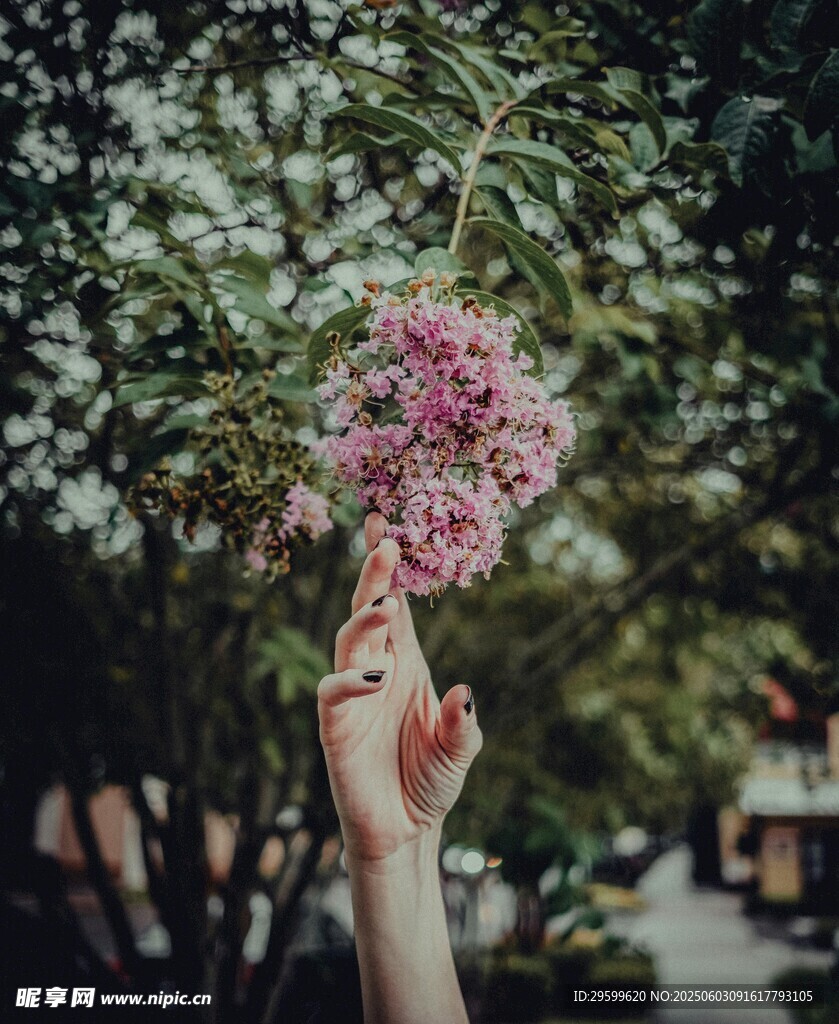 手捧繁花 