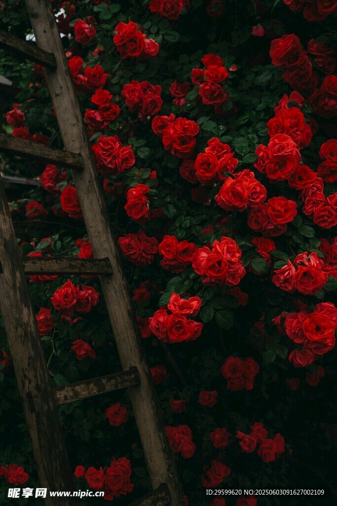  紅玫瑰 