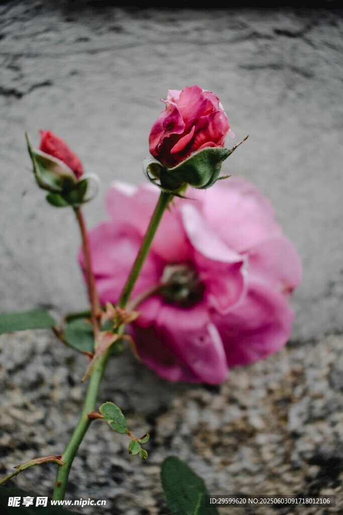 嬌艷綻放的粉色月季花
