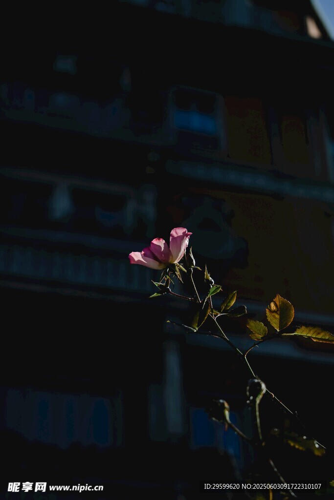暗光下綻放的嬌艷花朵