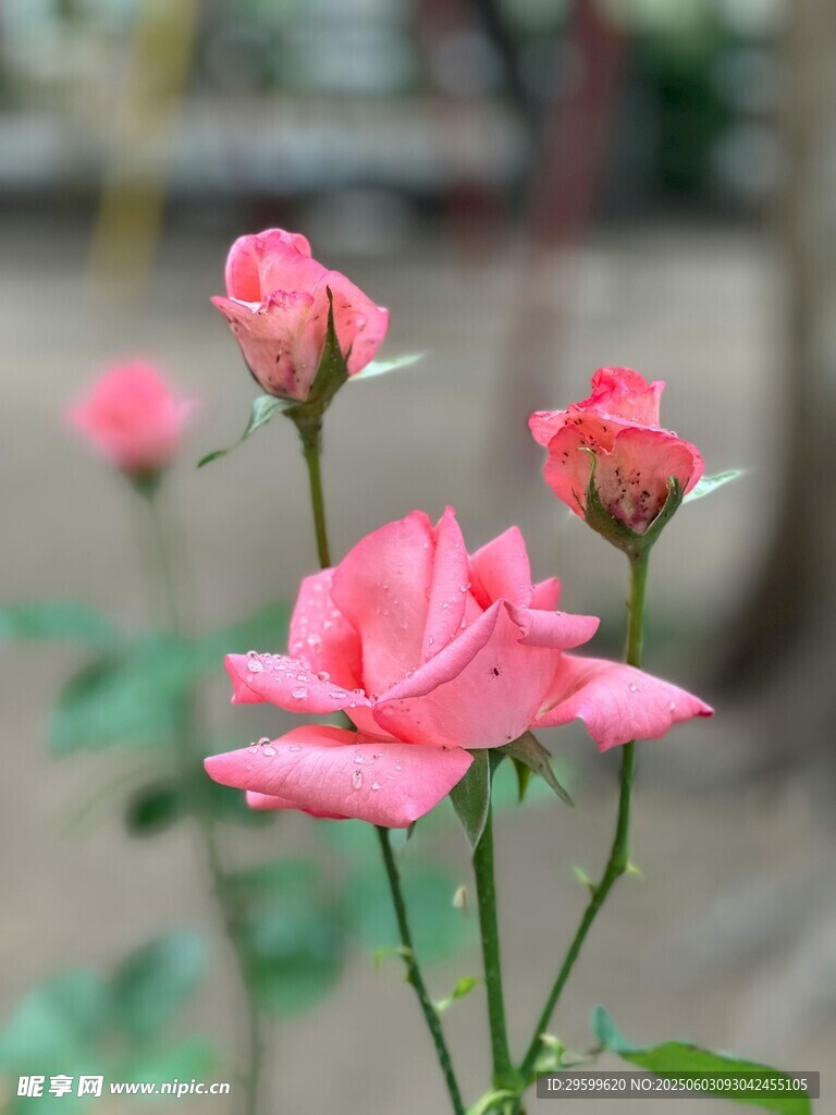 嬌艷綻放的粉色月季花
