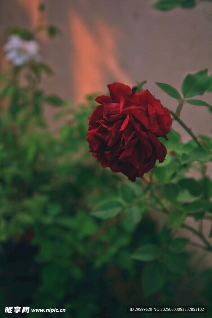 嬌艷紅玫瑰綻放于綠葉間